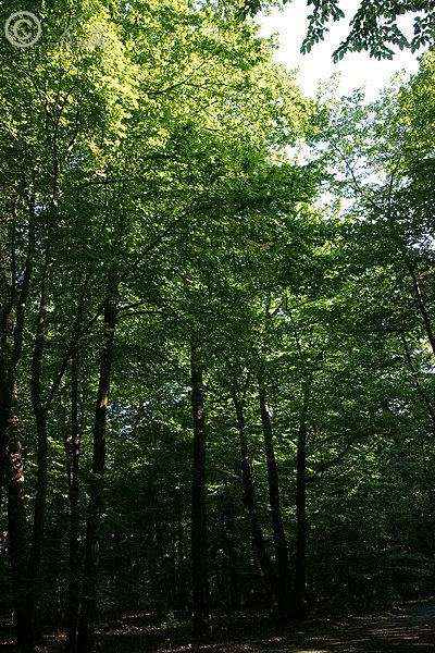 Strukturreicher Eichen-Mischwald auf dem Rehagen