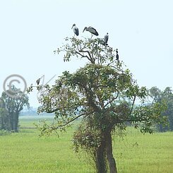 Silberklaffschnabelstörche (Anastomus oscitans), Kuhreiher (Bubulcus coromandus) und Braunwangenscharbe (Phalacrocorax fuscicollis) auf einem Baum