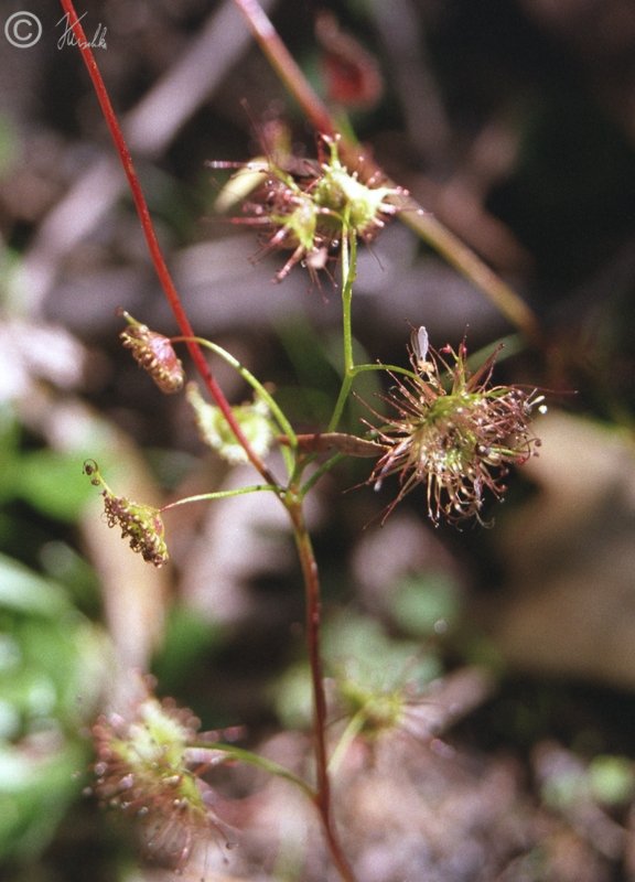 Sternsonnentau (Drosera auriculata)