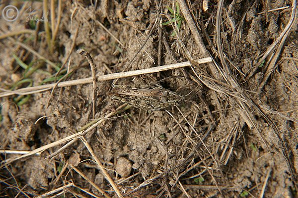 Weibliche Italienische Schönschrecke (Caliptamus italicus) sitzt am Boden des Sandmagerrasens