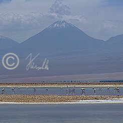 Blick über die Lagune mit Flamingos zu Vulkanen im Osten 