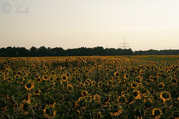 Blühendes Sonnenblumenfeld im Abendlicht