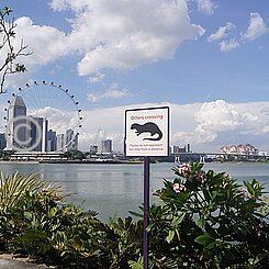 Hinweisschild auf querende Fischotter an der Bayfront des Gartens und Blick auf den Singapore Flyer
