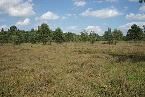 Blick über feuchte Heide mit blühender Glockenheide (Erica tetralix)