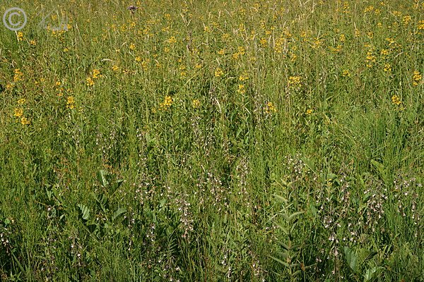 Blühender Bestand der Sumpfsitter (Epipactis palustris)