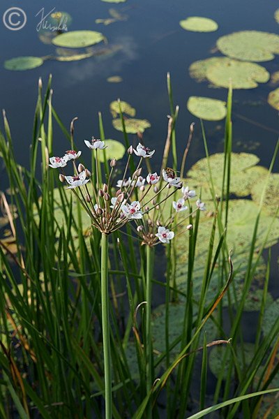 Blühende Schwanenblume (Butomus umbellatus) am Oder-Spree-Kanal