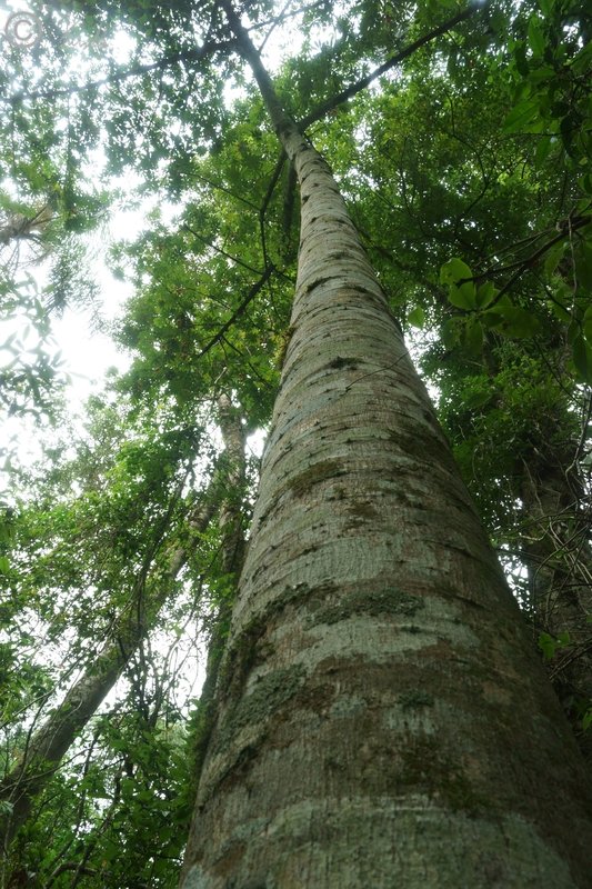 Blick an einem Kapokbaum aufwärts