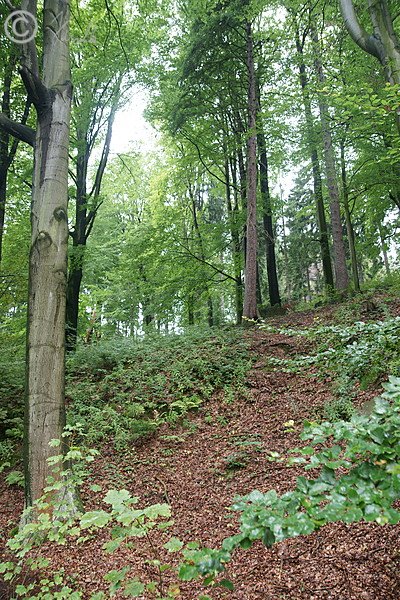 Buchen-Fichtenwald