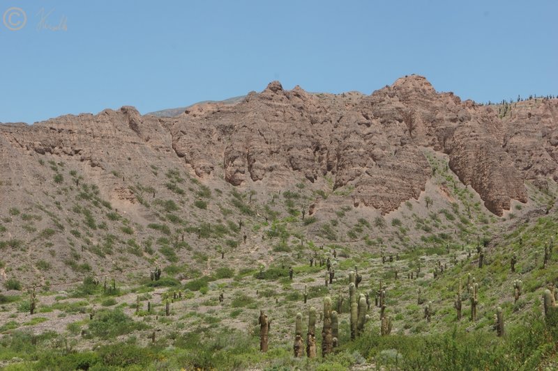 Blick über Trockenvegetation mit Säulenkakteen (Trichocereus pasacana) auf die Hornillos