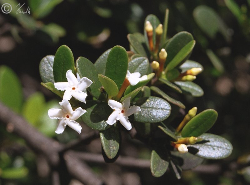 Blühender Zweig des Seeboxstrauches (Alyxia buxifolia)