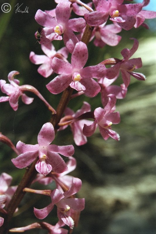 Blütenstand der Hyazinten-Orchidee (Dipodium punctatum)
