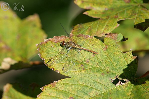 Weibchen der Blutroten Heidelibelle (Sympetrum sanguineum) sitzt auf einem Ahornblatt