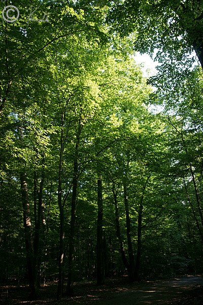 Strukturreicher Eichen-Mischwald auf dem Rehagen