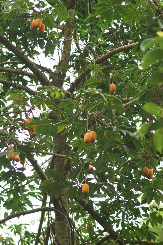 Früchte an einem Baum