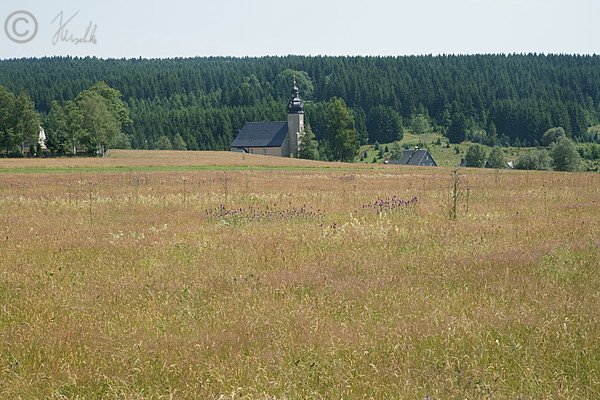 Blick über eine Rotstraußgras-Bergwiese auf die Dorfkirche