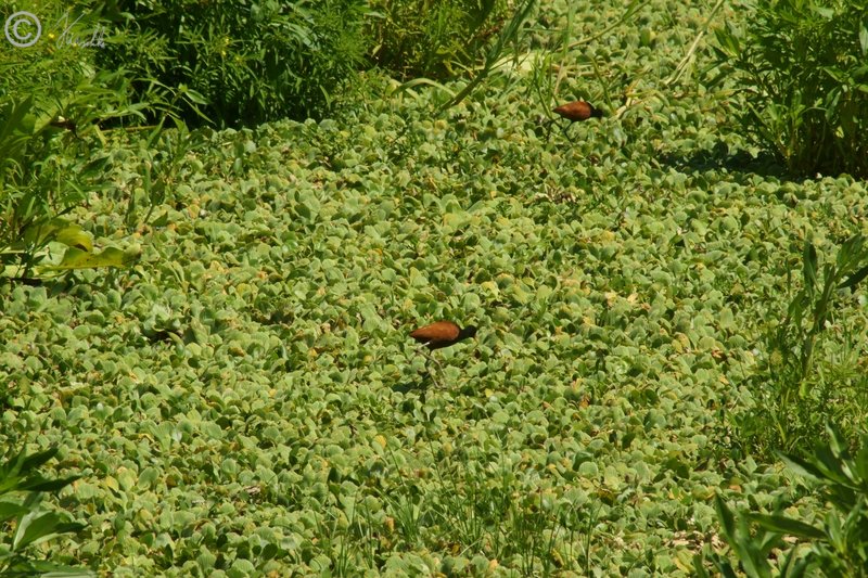 Rotstirn-Blatthühnchen (Jacana jacana) laufen über Schwimmpflanzendecke