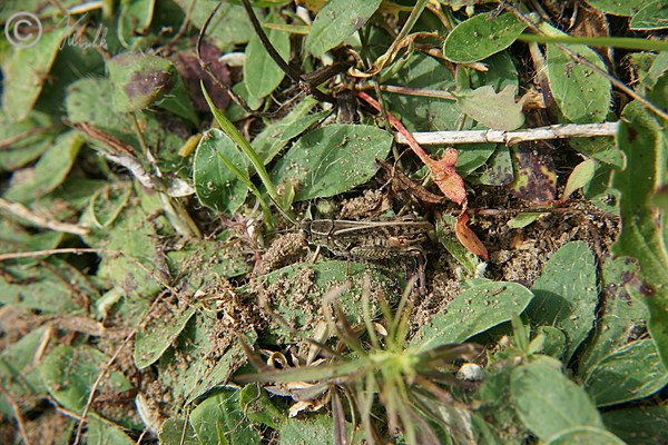 Männliche Italienische Schönschrecke (Caliptamus italicus) sitzt am Boden des Sandmagerrasens