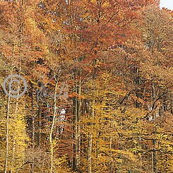 Blick auf von Efeu berankten Baumbestand am Muldeufer in Herbstfärbung