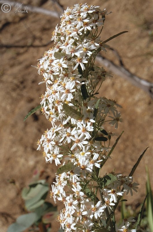 Blütenstand von Olearia phlogopappa