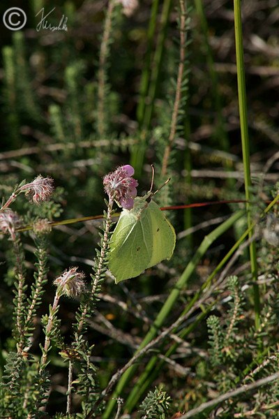 Zitronenfalter (Gonepteryx rhamni) sitzt an der Blüte der Glockenheide (Erica tetralix)
