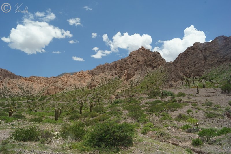 Blick über Trockenvegetation mit Säulenkakteen (Trichocereus pasacana) auf die Hornillos