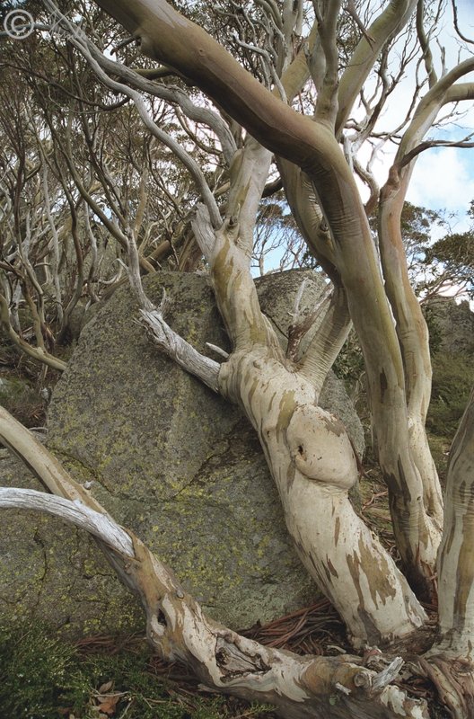 Schnee-Eukalypten (Eucalyptus pauciflora) am Mt. Kosciuszko