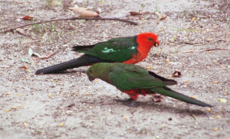 Pärchen King Parrots (Alisterus scapularis) am Futterplatz