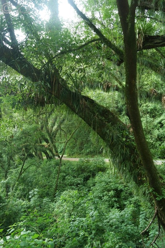 Baum im Bergregenwald mit Epiphyten