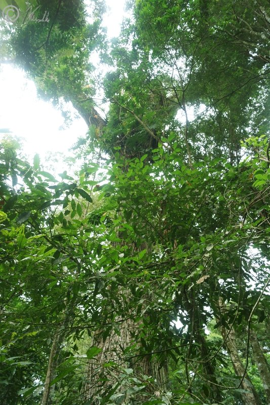 mächtiger Palo Rosa-Baum (Aspidosperma polyneuron) im Regenwald