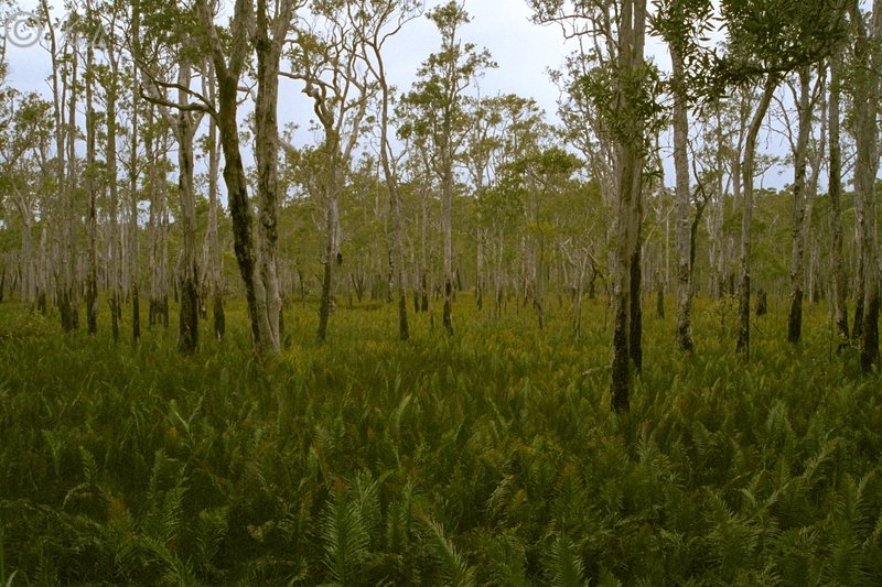 Blick auf den Paperbark-Sumpfwald (Melaleuca quinquenervia)