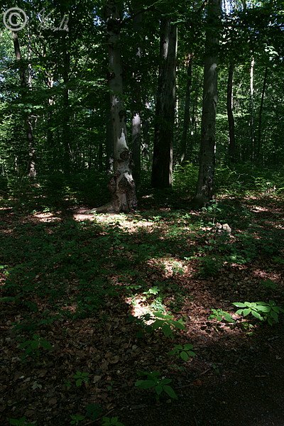 Waldbingelkraut-Buchenwald im Zeisigwald