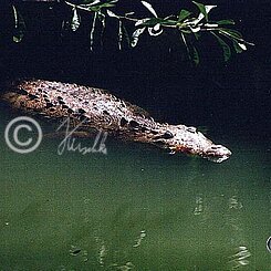 Krokodil-Kaiman (Caiman crocodilus) liegt im Wasser