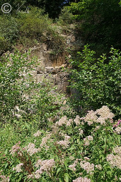 Blühender Wasserdost-Bestand (Eupatorium cannabinum) vor einer Felswand