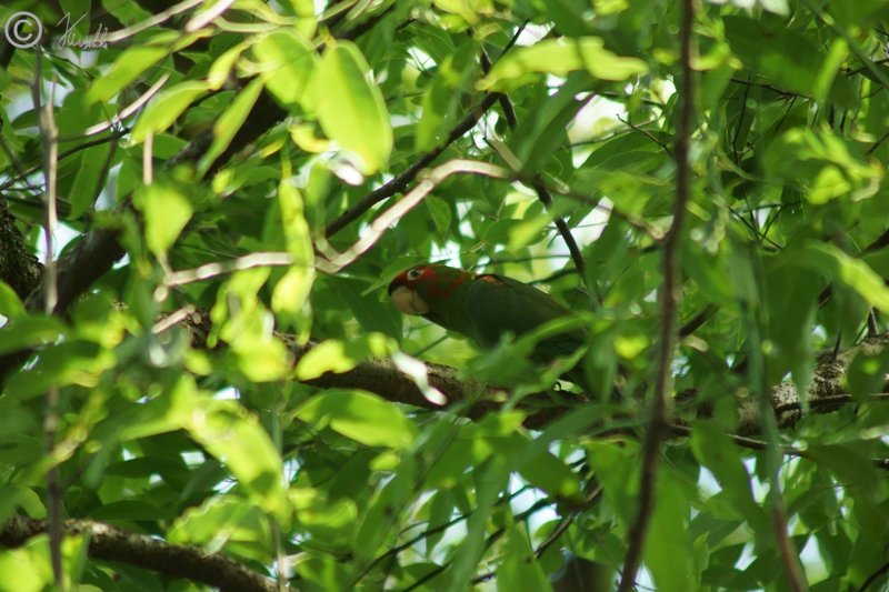 White-eyed Parakeet (Aratinga leucophthalmus) sitzt in einem Baum
