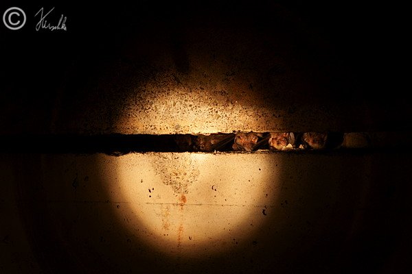 Wasserfledermäuse (Myotis daubentonii) hängen in einer Deckenspalte im Bunker/Revier Pechern