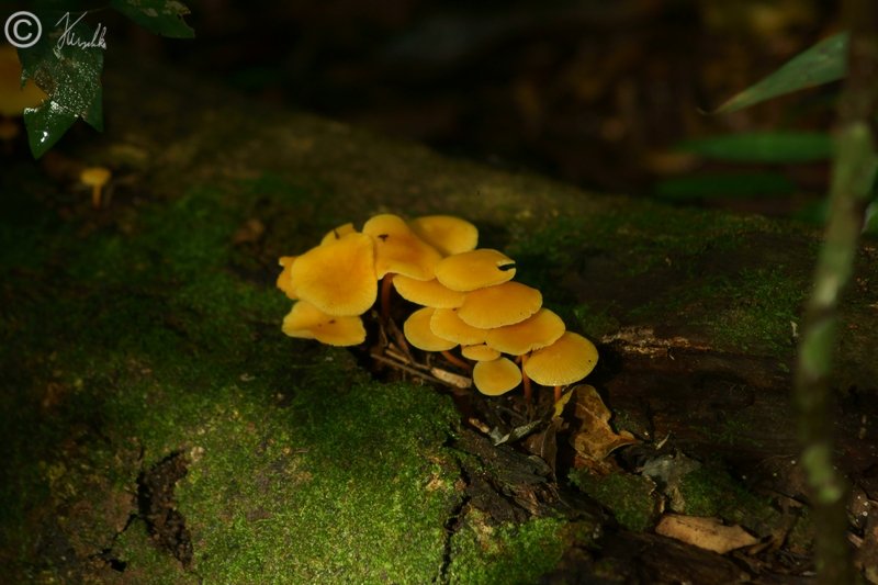 Pilze an einem morschen liegenden Baumstamm