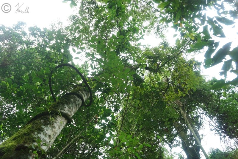 Blick vom Boden nach oben im Regenwald