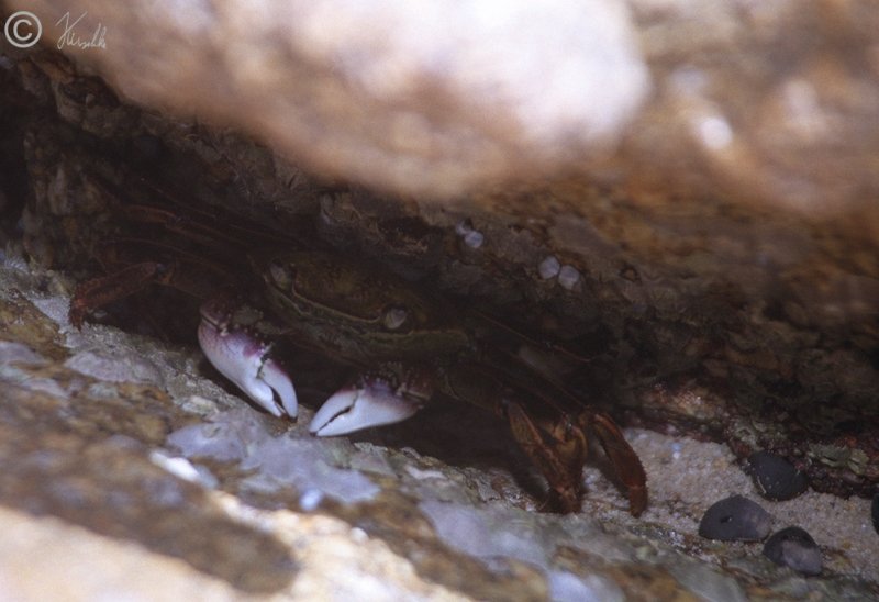 Krabbe in einer Felsspalte der Küstenfelsen