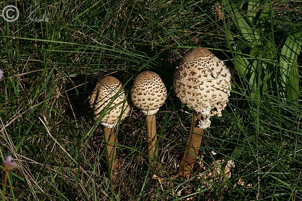 Gruppe Parasolpilze (Macrolepiota procera) im Gras