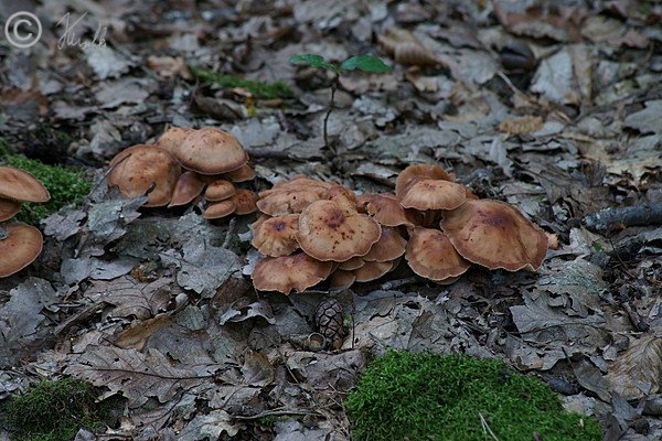 Stockschwämmchen-Bestand (Kuehneromyces mutabilis) auf dem Waldboden