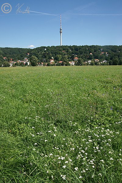 Blick über die Flachland-Mähwiese zum Fernsehturm