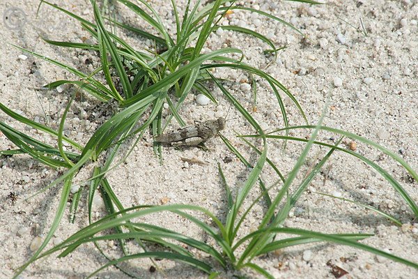 Blauflügelige Ödlandschrecke (Oedipoda caerulescens) auf Sandboden