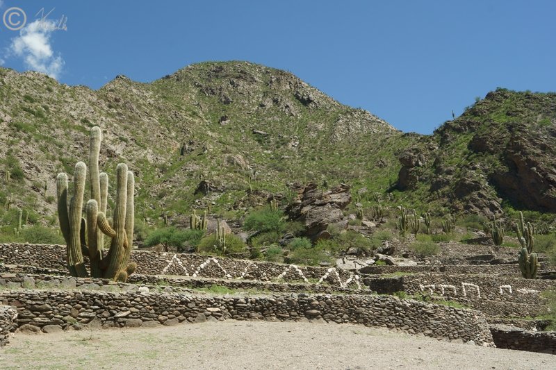 Säulenkakteen (Trichocereus pasacana) in der Inka-Ruinenstadt