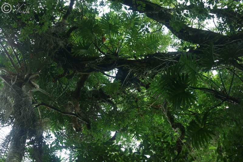 Blick vom Boden in die Kronenschicht des Regenwaldes mit Philodendron bipinnatifidum