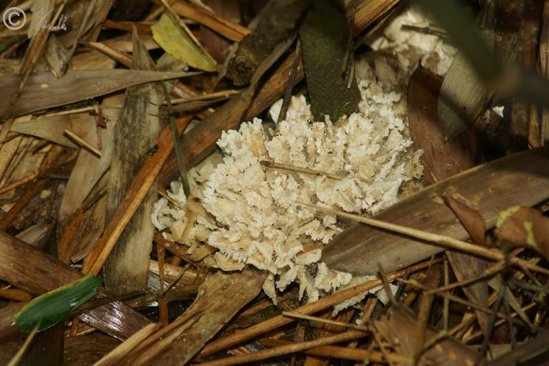 Korallenpilz am Boden des Regenwaldes