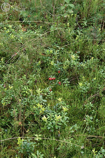 Fruchtende Preiselbeeren im Kiefernwald, Revier Nochten