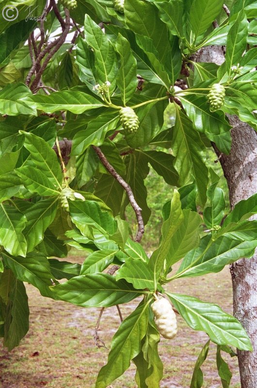 Noni-Baum mit Früchten (Morinda citrifolia)