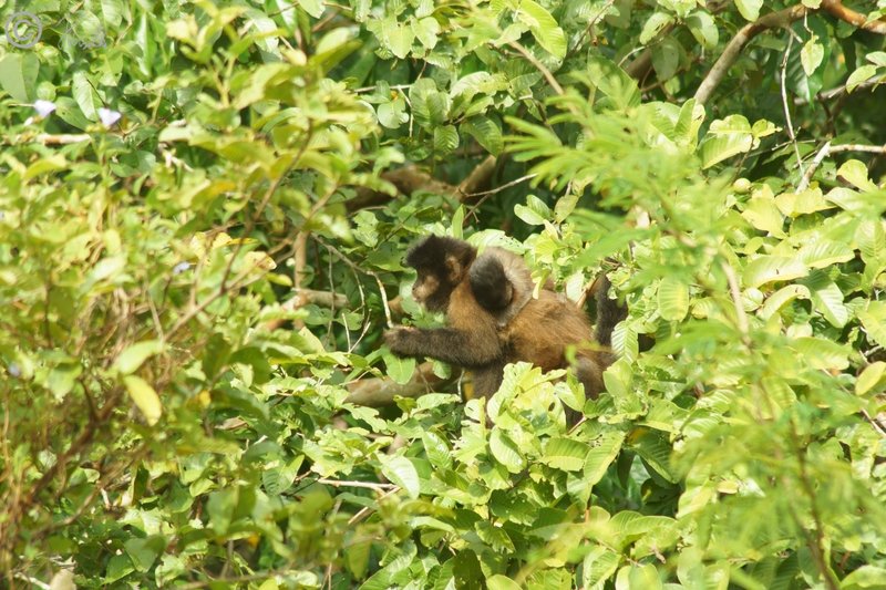 Weiblicher Schwarzkappen-Kapuzineraffe (Cebus apella) mit Jungtier frißt im Baum