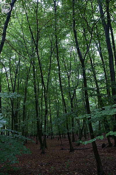 Naturnaher Laubmischwald