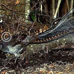 Männlicher Superb Lyrebird (Menura novaehollandiae) auf Nahrungssuche am Waldboden